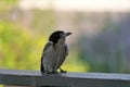 Australian Wildlife Series - Grey Butcherbird feeding - Cracticus torquatus