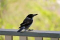 Australian Wildlife Series - Grey Butcherbird feeding - Cracticus torquatus Royalty Free Stock Photo