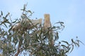 Australian Wildlife Series - Little Corella Cockatoo - Cacatua sanguinea