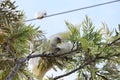 Australian Wildlife Series - Little Corella Cockatoo - Cacatua sanguinea