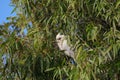 Australian Wildlife Series - Little Corella Cockatoo - Cockatoo - Cacatua sanguinea
