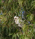 Australian Wildlife Series - Little Corella Cockatoo - Cockatoo - Cacatua sanguinea