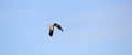 Australian Wildlife Series - Masked Lapwing - Vanellus miles