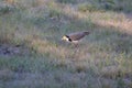 Australian Wildlife Series - Masked Lapwing - Vanellus miles