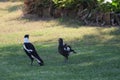 Australian Wildlife Series - a pair of Australian Magpie - Gymnorhina tibicen Royalty Free Stock Photo