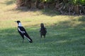 Australian Wildlife Series - a pair of Australian Magpie - Gymnorhina tibicen Royalty Free Stock Photo