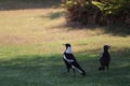 Australian Wildlife Series - a pair of Australian Magpie - Gymnorhina tibicen Royalty Free Stock Photo