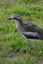 Australian Wildlife Series - Queensland Bush Stone Curlew - Burhinus grallarius