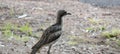 Australian Wildlife Series - Queensland Bush Stone Curlew - Burhinus grallarius