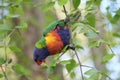 Australian Wildlife Series - Rainbow Lorikeet feeding on Silver Birch Flowers - Trichoglossus moluccanus Royalty Free Stock Photo