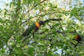 Australian Wildlife Series - Rainbow Lorikeet Pair in Silver Birch Tree - Trichoglossus moluccanus Royalty Free Stock Photo