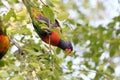 Australian Wildlife Series - Rainbow Lorikeet Pair in Silver Birch Tree - Trichoglossus moluccanus Royalty Free Stock Photo