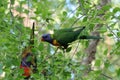 Australian Wildlife Series - Rainbow Lorikeet Pair in Silver Birch Tree - Trichoglossus moluccanus Royalty Free Stock Photo