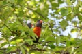 Australian Wildlife Series - Rainbow Lorikeet Pair in Silver Birch Tree - Trichoglossus moluccanus Royalty Free Stock Photo