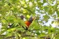 Australian Wildlife Series - Rainbow Lorikeet Pair in Silver Birch Tree - Trichoglossus moluccanus Royalty Free Stock Photo