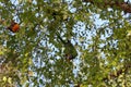 Australian Wildlife Series - Rainbow Lorikeet Pair in Silver Birch Tree - Trichoglossus moluccanus Royalty Free Stock Photo