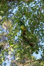 Australian Wildlife Series - Rainbow Lorikeet Pair in Silver Birch Tree - Trichoglossus moluccanus Royalty Free Stock Photo