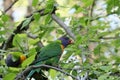 Australian Wildlife Series - Rainbow Lorikeet Pair in Silver Birch Tree - Trichoglossus moluccanus Royalty Free Stock Photo