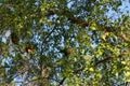 Australian Wildlife Series - Rainbow Lorikeet - Trichoglossus moluccanus Royalty Free Stock Photo