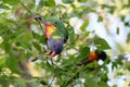 Australian Wildlife Series - Rainbow Lorikeet - Trichoglossus moluccanus Royalty Free Stock Photo