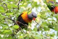 Australian Wildlife Series - Rainbow Lorikeet - Trichoglossus moluccanus Royalty Free Stock Photo