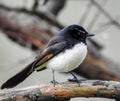 Willie Wagtail bird in the tree