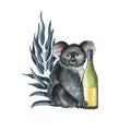 Australian wine watercolor composition with koala, eucalyptus and bottle hand drawn isolated on white