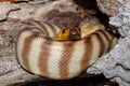 Australian Woma Python