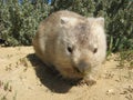 Australian Wombat