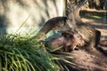 Australian wombat in conservation park