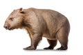wombat isolated on white background Royalty Free Stock Photo