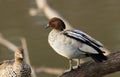 Australian Wood Duck male standing on a tree trunk