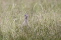 Australian Wood Duck feeding