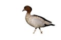 Australian wood duck or maned duck, Chenonetta jubata,