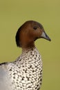 Australian wood duck or maned duck, Chenonetta jubata,