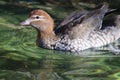 Australian wood duck, maned duck or maned goose Chenonetta jubata 1