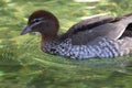 Australian wood duck, maned duck or maned goose Chenonetta jubata 2