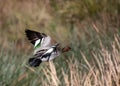 An Australian Wood Duck taking flight