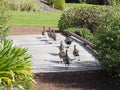 Australian wood ducks crossing a bridge Royalty Free Stock Photo