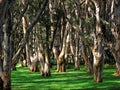 Australian woodland paperbark trees in sunlight