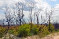 Australian woodland regenerating after a bushfire