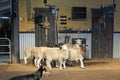 Australian working sheep dog and sheep flock Royalty Free Stock Photo