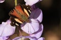 Australian Yellow Admiral butterfly at rest ( Vanessa itea ) Royalty Free Stock Photo