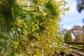 Australian Yellow Bush Wattle Growing on Tree in Spring Royalty Free Stock Photo