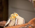 Australian Yellow Cockatiels