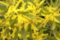 Australian yellow flowers