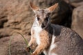 Australian Yellow footed rock wallaby