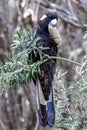 Australian Yellow-tailed Black Cockatoo
