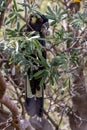 Australian Yellow-tailed Black Cockatoo