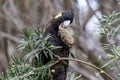 Australian Yellow-tailed Black Cockatoo